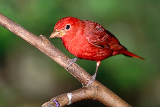 Summer Tanager (male) grace the gardens at Hacienda Chichen in Chichen Itza, Yucatan, Mexico